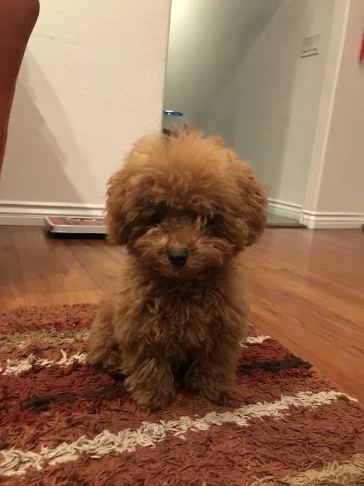Happy Pet Picture 6