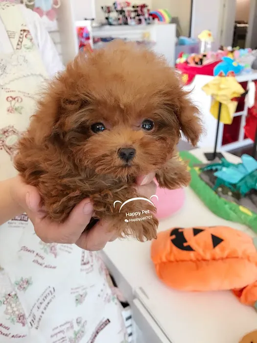 Happy Pet Picture 5