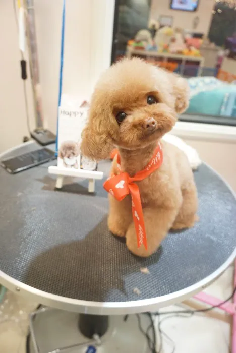 Happy Pet Picture 4