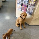 Ahwatukee Animal Care Hospital