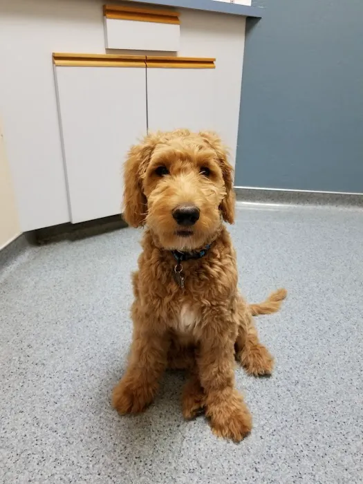 Ahwatukee Animal Care Hospital Picture 5