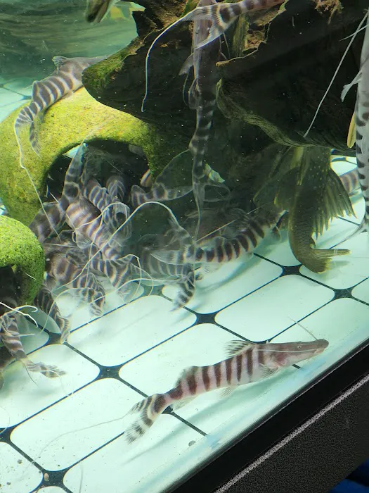 Van Star Aquarium Picture 3