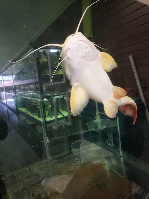 Van Star Aquarium Picture 5