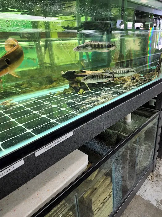 Van Star Aquarium Picture 8