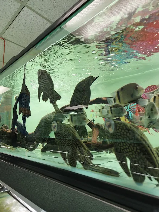 Van Star Aquarium Picture 7