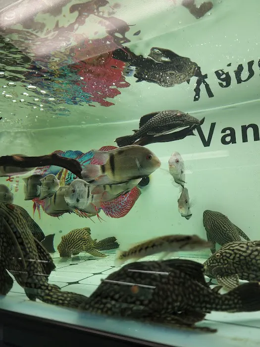 Van Star Aquarium Picture 10