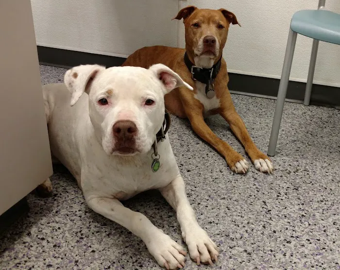 Family VetCare of Phoenix Picture 1