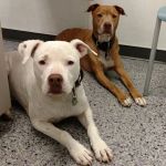 Family VetCare of Phoenix