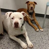 Family VetCare of Phoenix ico