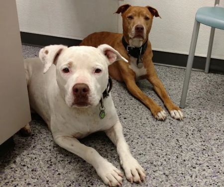 Family VetCare of Phoenix