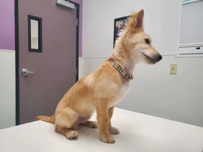 Family VetCare of Phoenix Picture 4