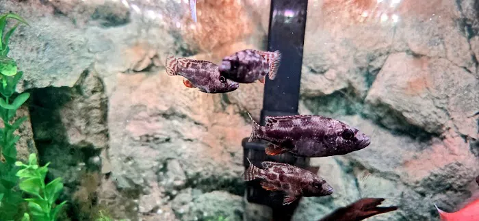 CK Aquarium Picture 2