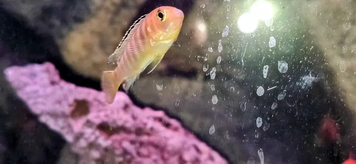 CK Aquarium Picture 4
