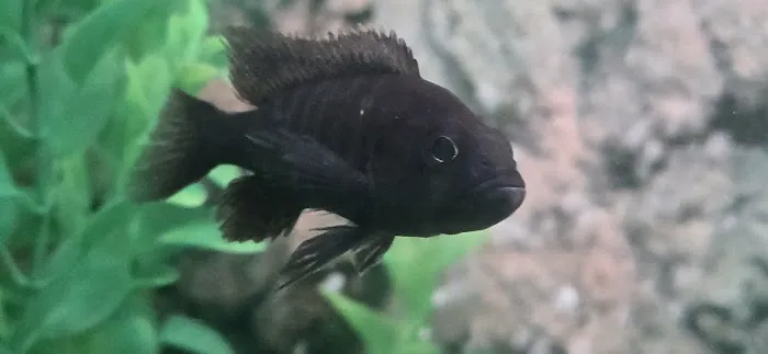 CK Aquarium Picture 6
