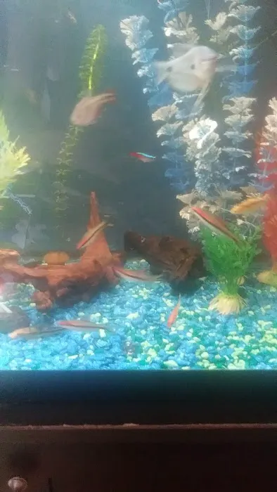 CK Aquarium Picture 10