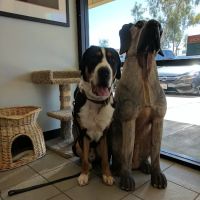 South Point Animal Clinic ico