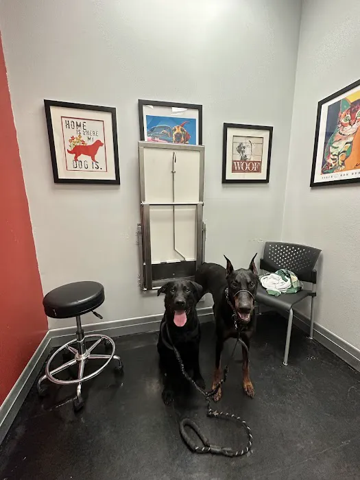 South Point Animal Clinic Picture 3