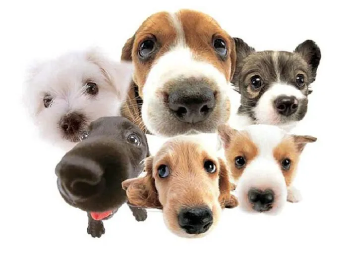 South Point Animal Clinic Picture 2