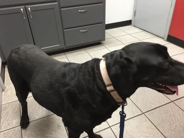South Point Animal Clinic Picture 8