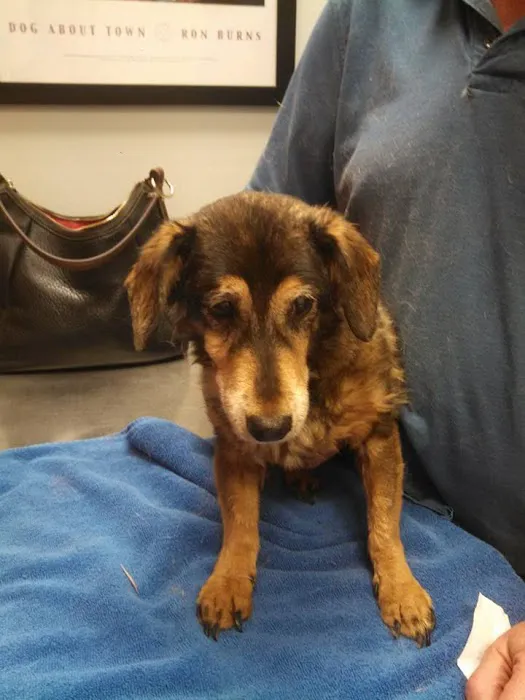 South Point Animal Clinic Picture 10