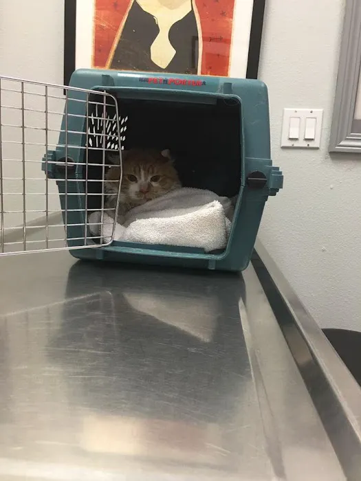 South Point Animal Clinic Picture 7