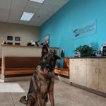 Eye Care for Animals - Avondale
