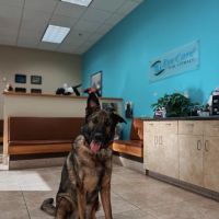 Eye Care for Animals - Avondale ico