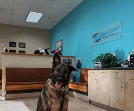 Eye Care for Animals - Avondale