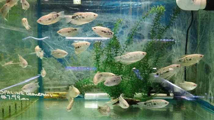 Rosemead Aquarium Picture 3