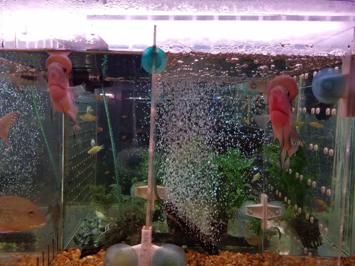 Rosemead Aquarium Picture 2