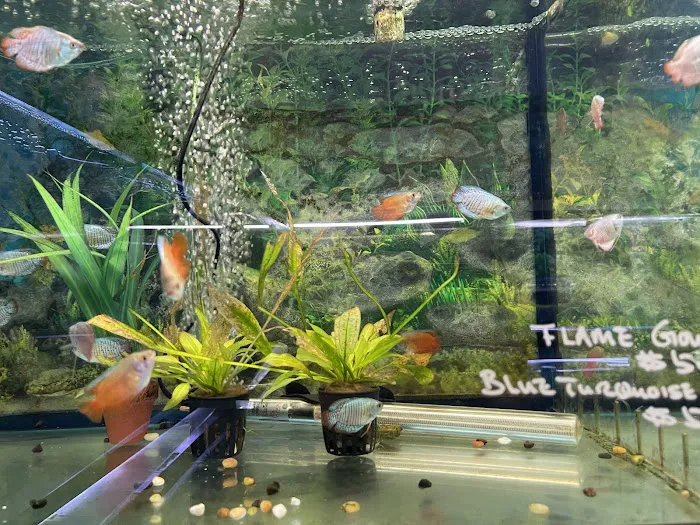 Rosemead Aquarium Picture 1