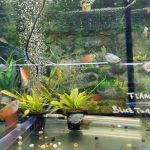 Rosemead Aquarium