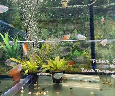 Rosemead Aquarium
