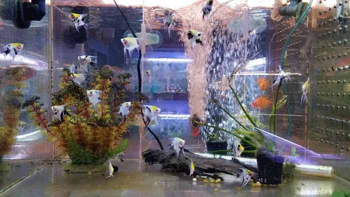 Rosemead Aquarium Picture 7