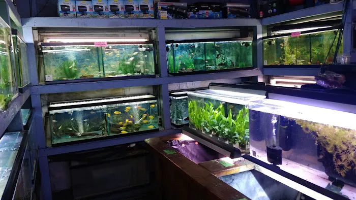 Rosemead Aquarium Picture 4