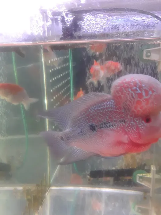 Rosemead Aquarium Picture 10
