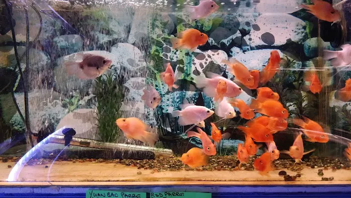 Rosemead Aquarium Picture 8