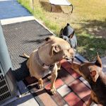 BluePearl Pet Hospital