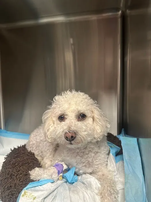 BluePearl Pet Hospital Picture 8