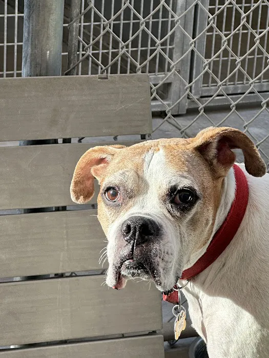 BluePearl Pet Hospital Picture 7