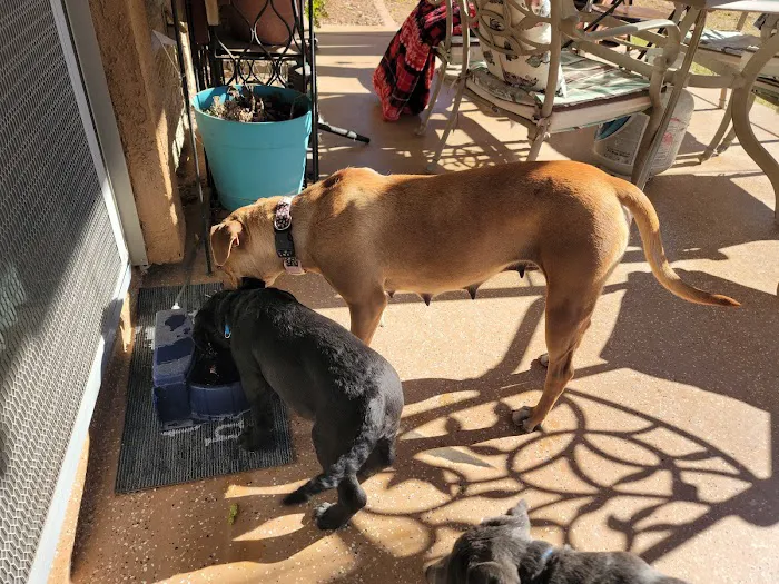 BluePearl Pet Hospital Picture 10