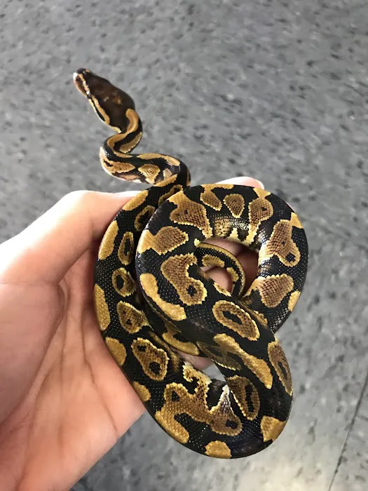 King Pet Shop Picture 1