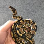 King Pet Shop