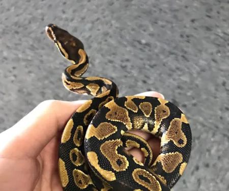 King Pet Shop