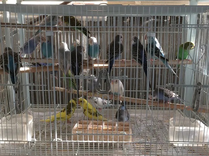 King Pet Shop Picture 7