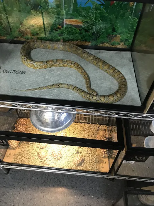 King Pet Shop Picture 8