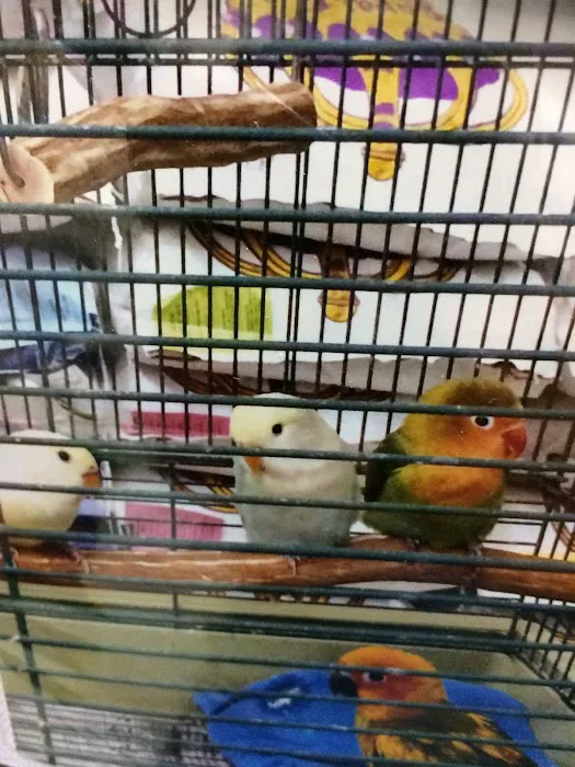 King Pet Shop Picture 9