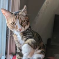 Agua Fria Animal Hospital ico