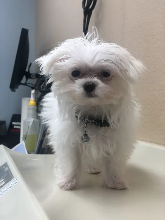 Agua Fria Animal Hospital Picture 6
