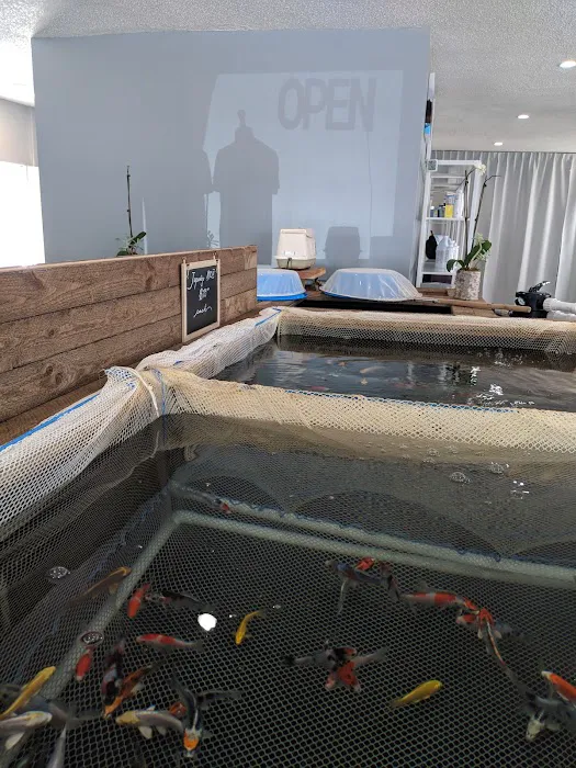 Demi Koi Picture 3